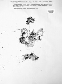 Thamnolia vermicularis image